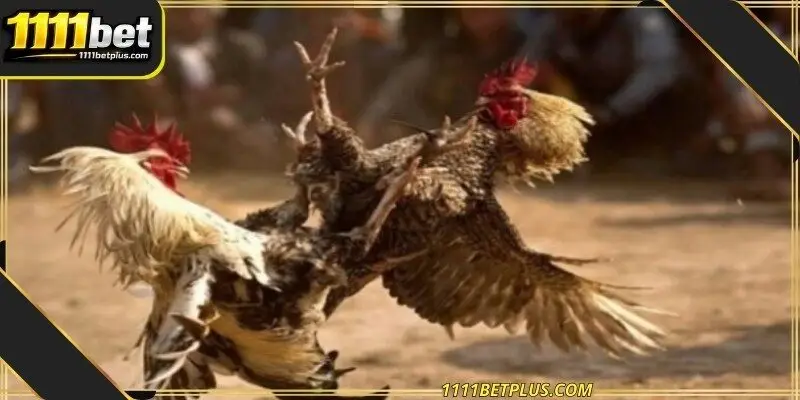 High definition cameras provide a detailed view of the roosters