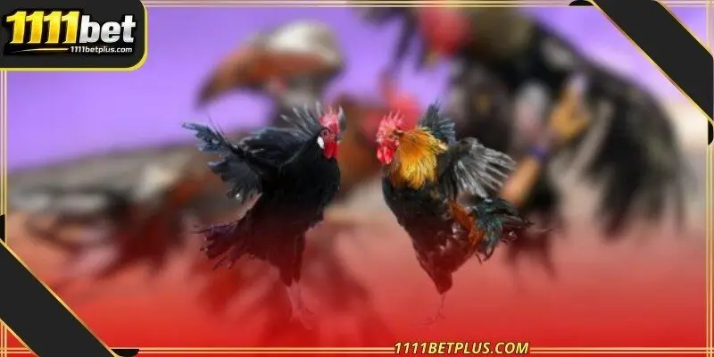 Online vs live cockfight